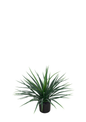Plantas Artificiales - Modelo CGLSL-001